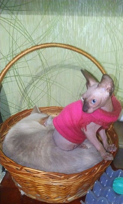 Мои сфинксята голышата.