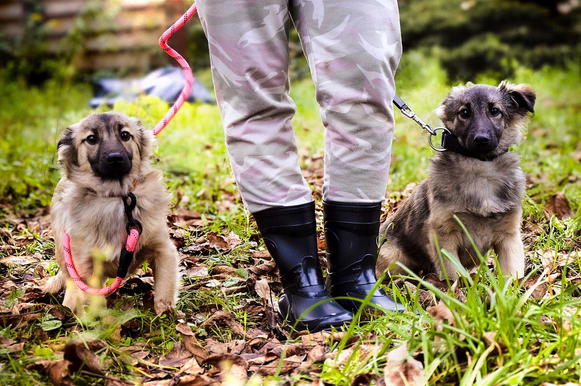 Dwa chłopaki słodziaki do adopcji!