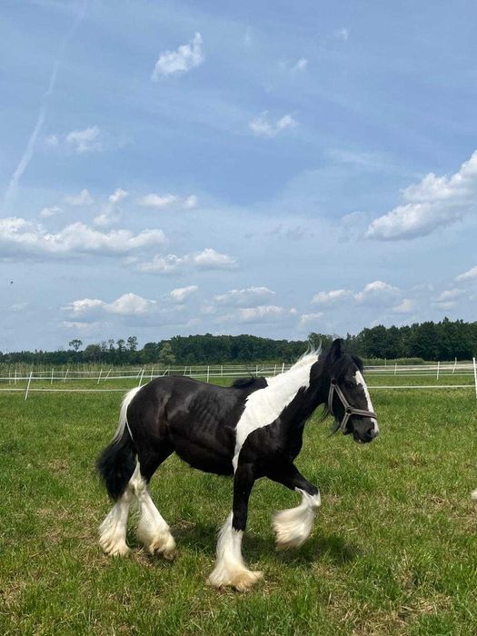 Tinker Irish Cob Gypsy Cob wałach