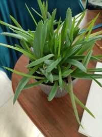 Aloes vera 2 sztuki