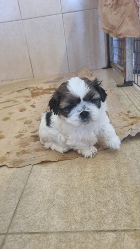 Shih-tzu macho bonito