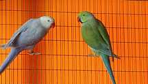 Casal Ring necks reprodutor