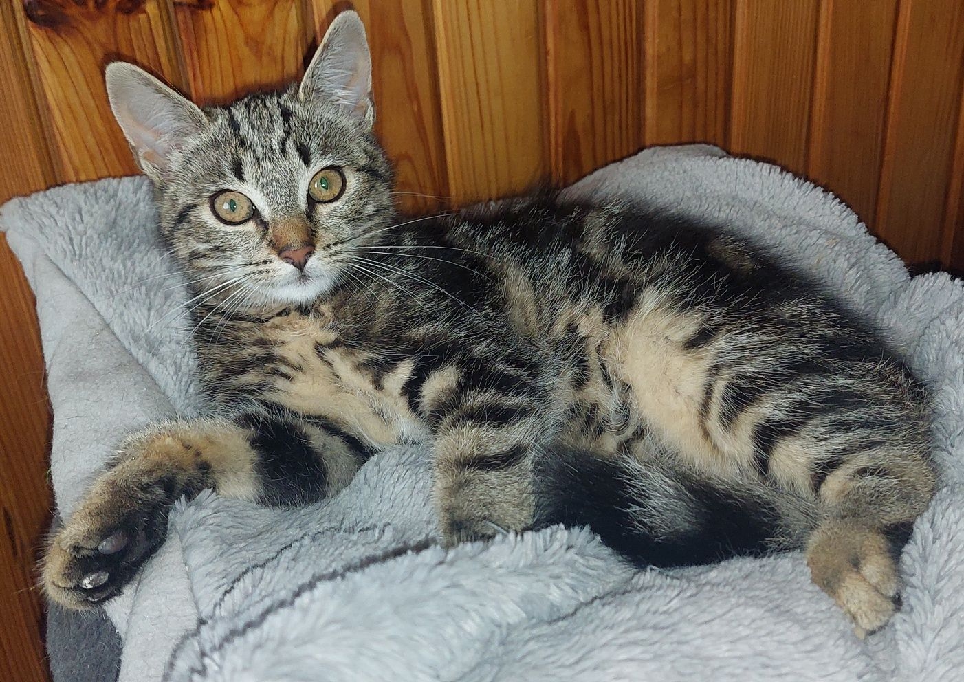 Kocurek trzymiesięczny do adopcji