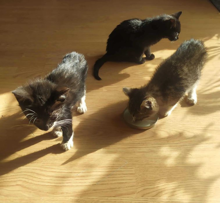 Kochane kotki szukają domów