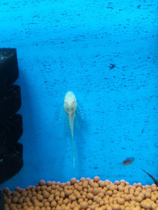 Ancistrus albinos long fin 2 cm