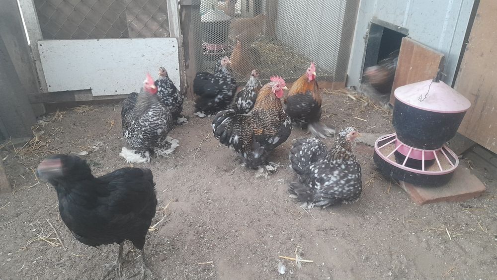 Sprzedam Kogutki Kochiny