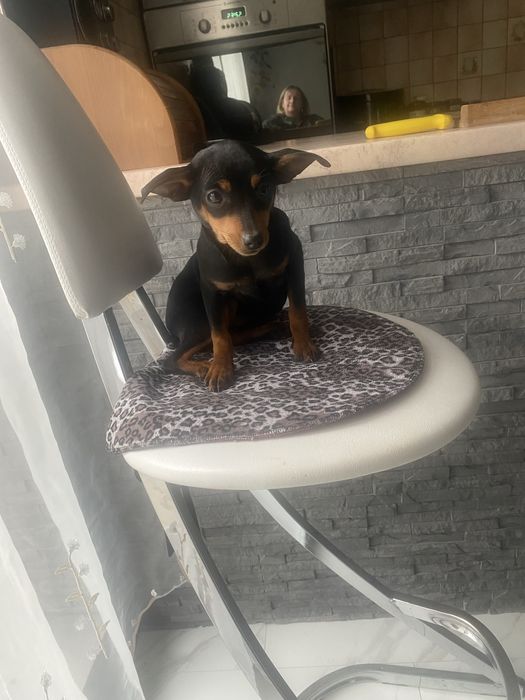 Sunia pinczerek maly