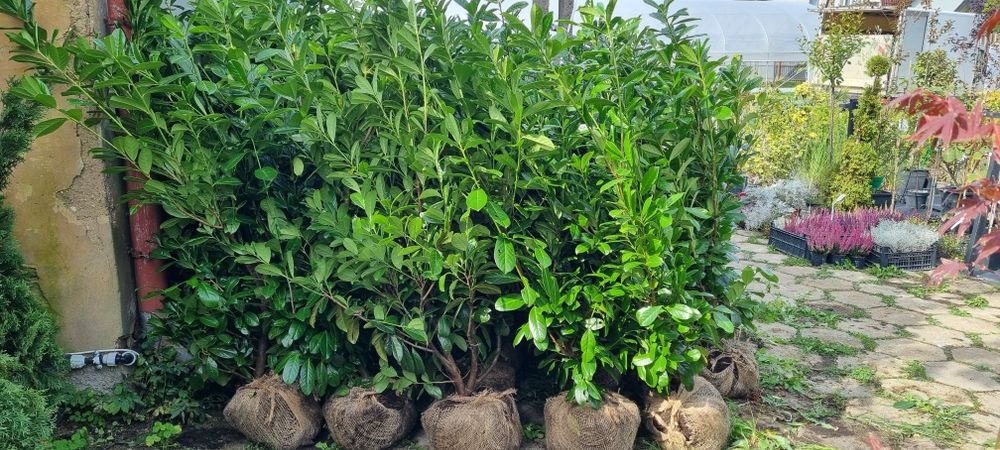 Laurowiśnia Novita - Bardzo Duże Sadzonki