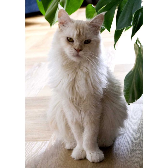Piękna kotka rasy Maine Coon - Fife/FPL