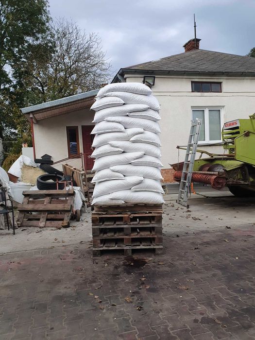 SŁONECZNIK ziarno słonecznika dla ptaków nasiona w łupinie dostawa DHL