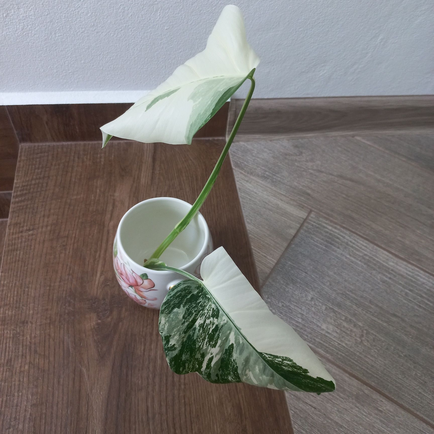 Monstera Variegata szczyt piękny half moon