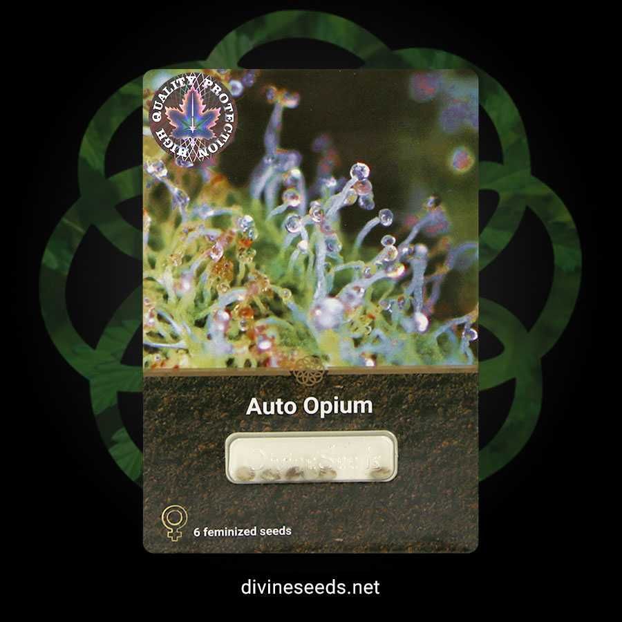 Nasiona marihuany Auto Opium | 100% gwarancja