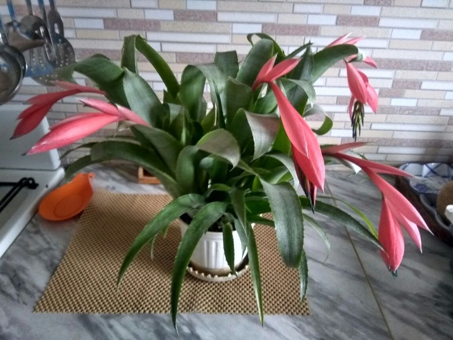 бильбергия поникшая