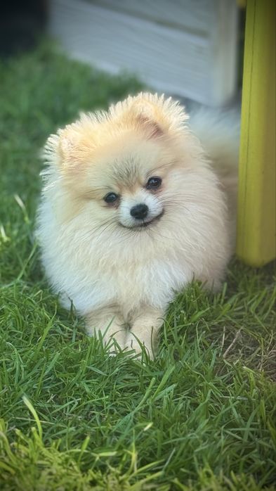 Szpic miniaturowy pomeranian FCI