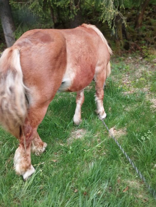 Sprzedam ogierki zimnokrwiste