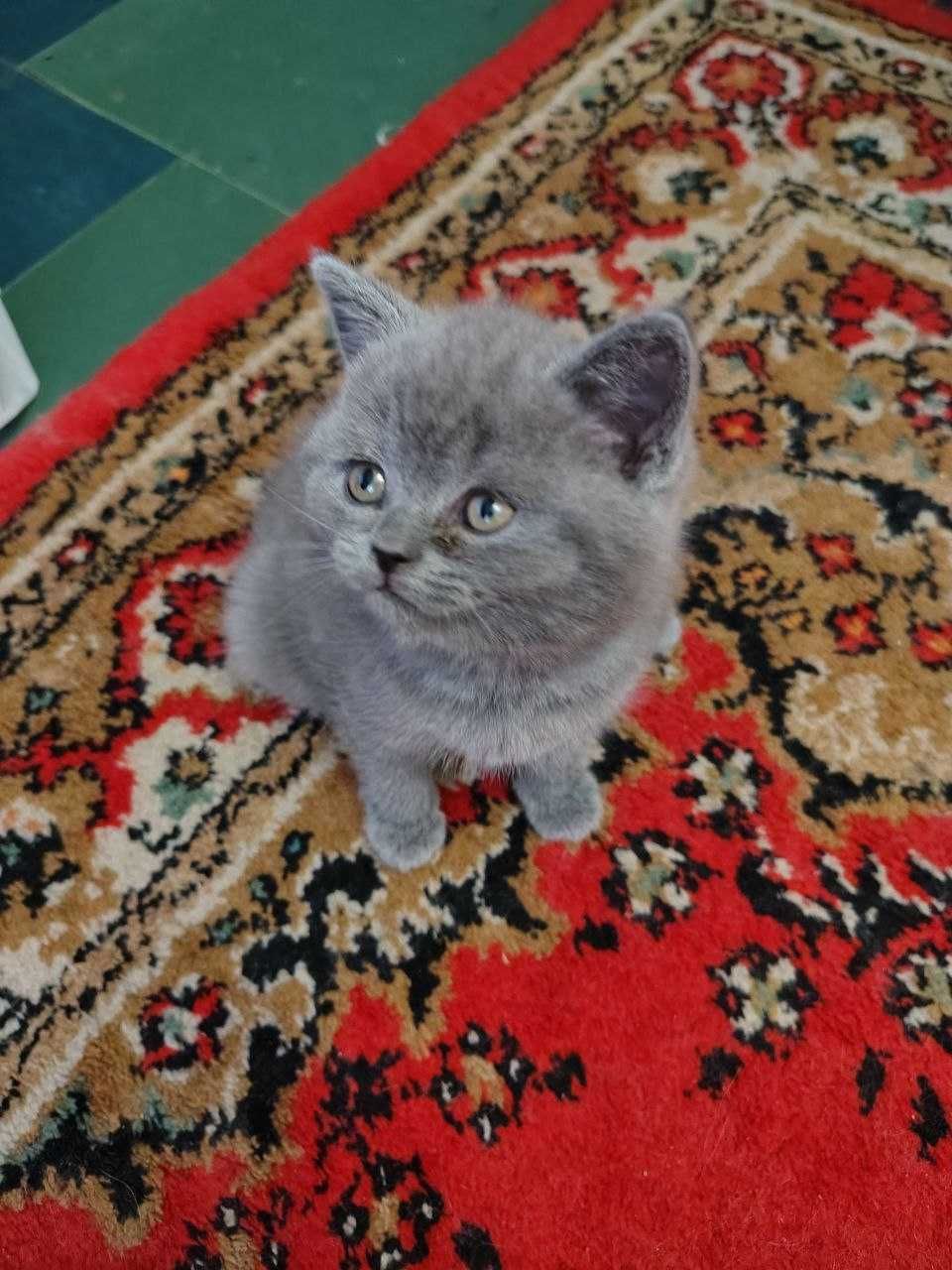 Котенок  британец