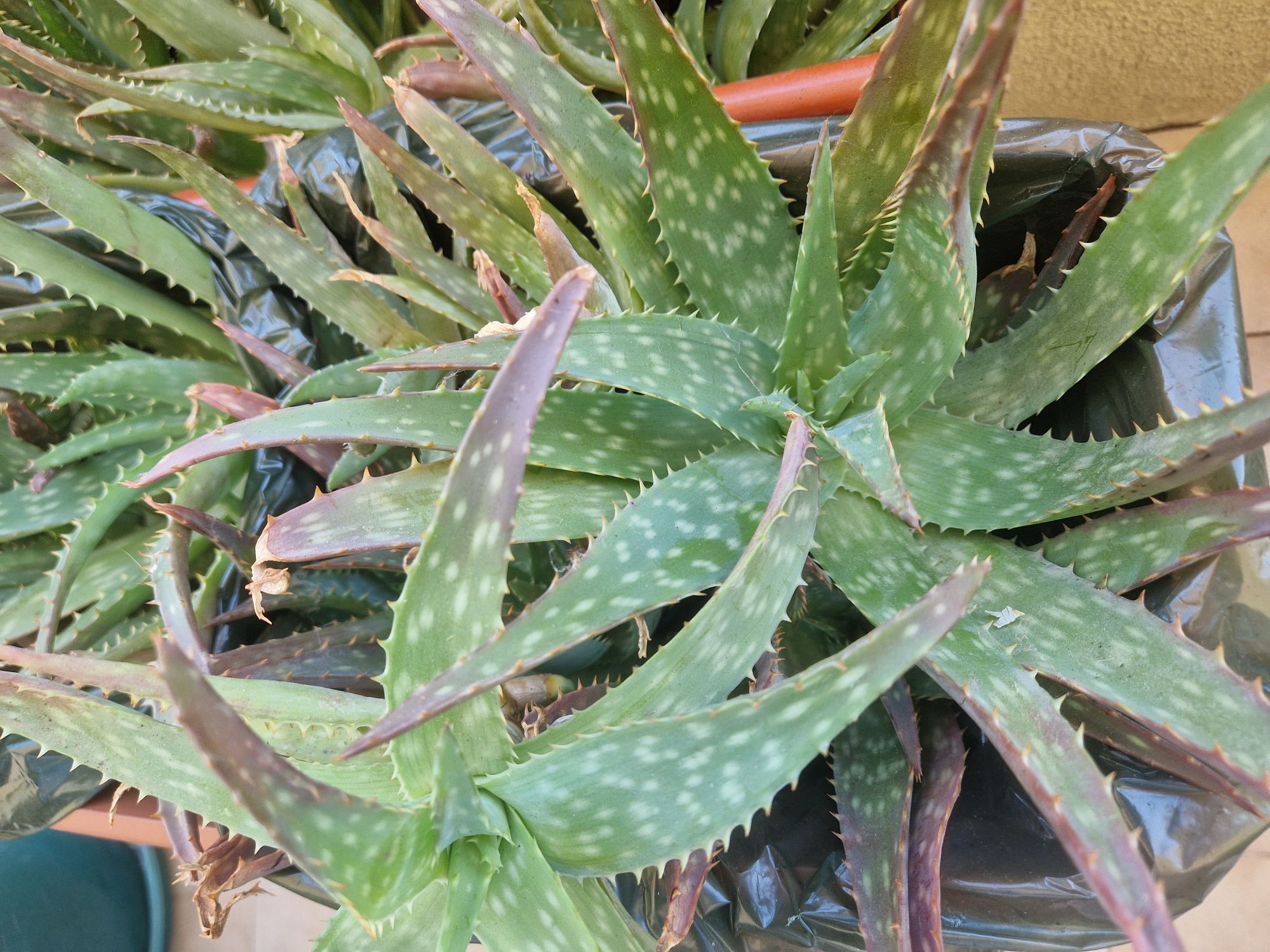 Aloe Vera (rebentos)