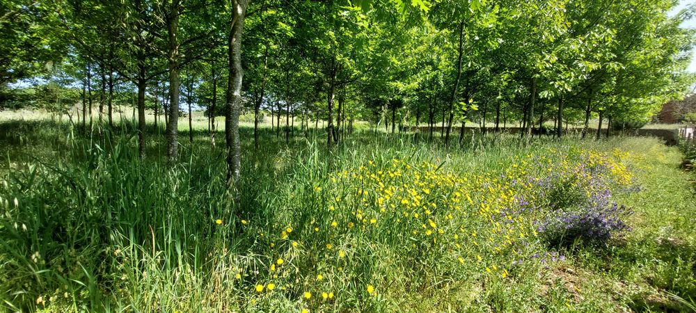 Terreno Rústico na Bairrada!