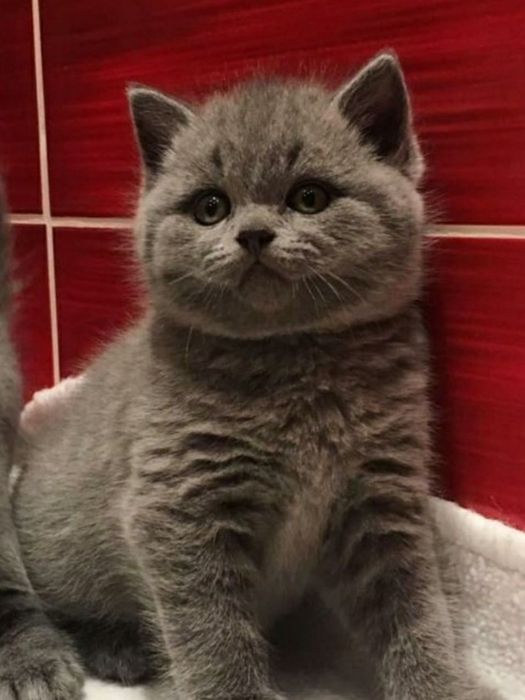 Плюшевые мальчишки с документами, для Вас))