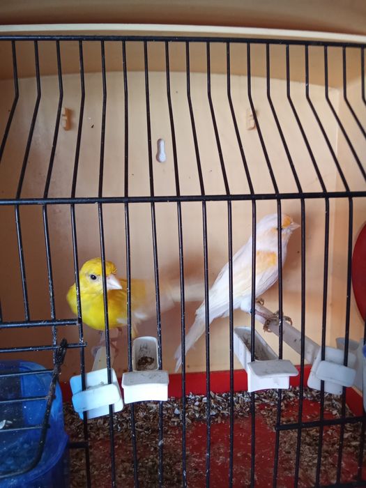 Canário casal laranja e amarelo