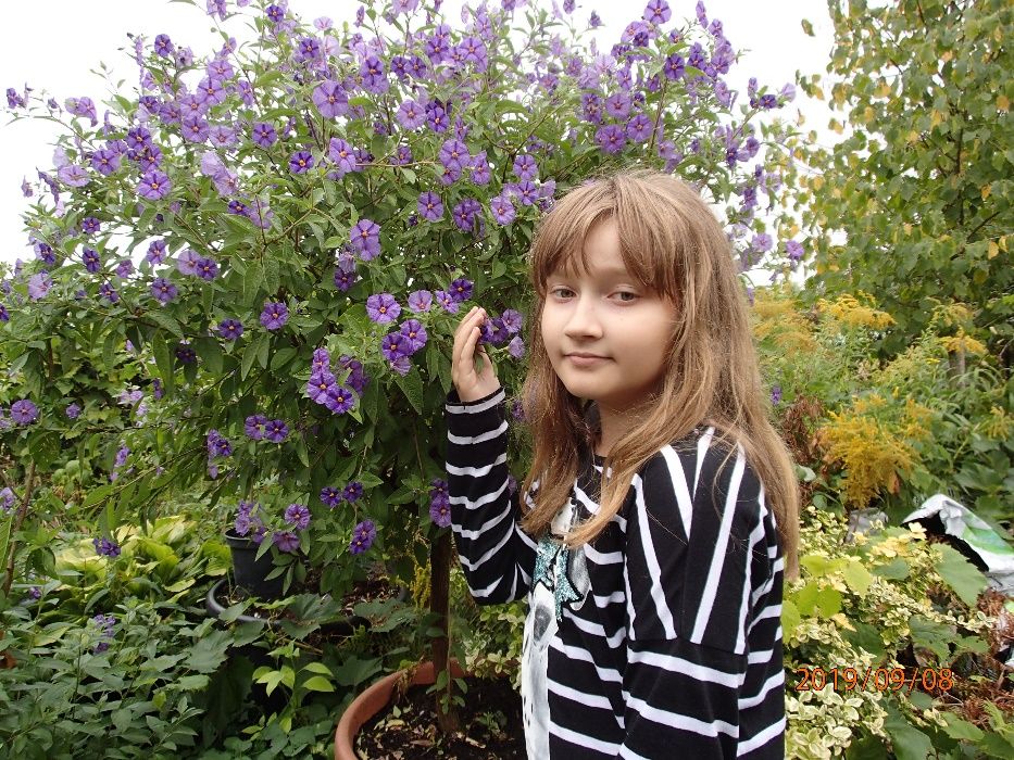 Solanum rantonetti 50 cm -szafirowa burza -psianka - sadzonka donic