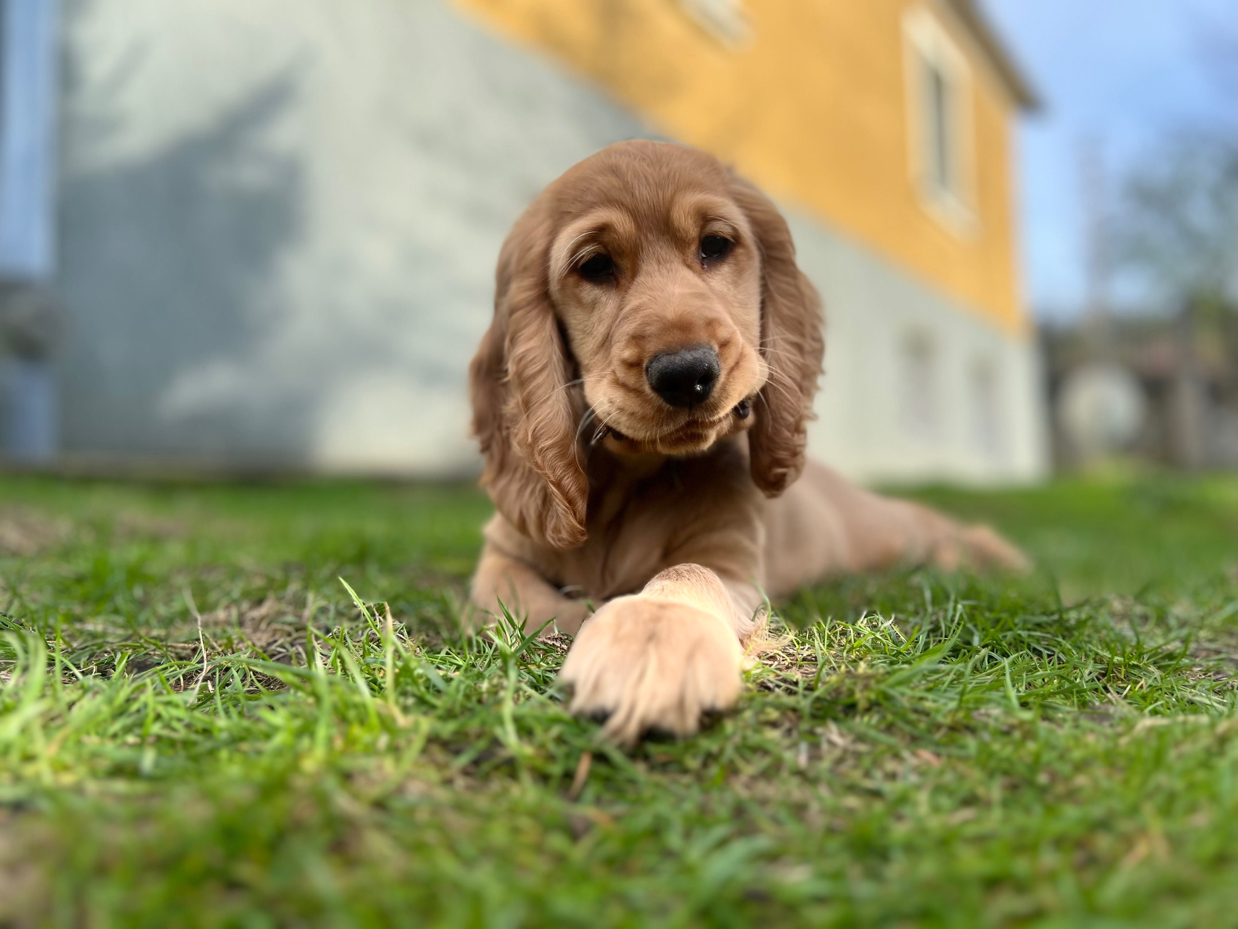 Cocker Spaniel Angielski szczeniak złoty piesek gotowy do zmiany domku