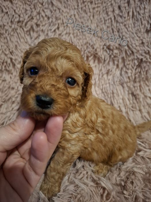 Śliczne Maluszki Pudel red toy/miniatura