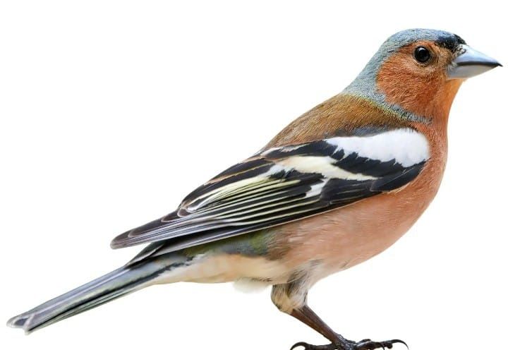 Tentilhões e verdelhões