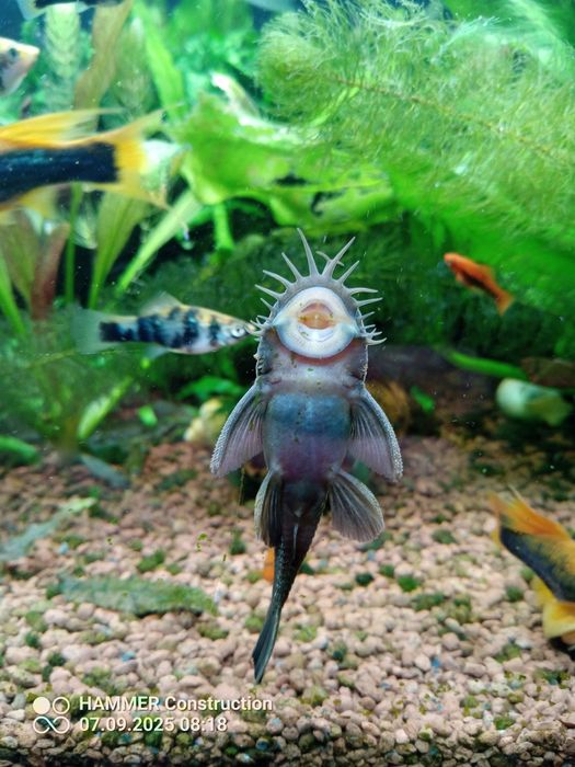 Zbrojnik green dragon PARA