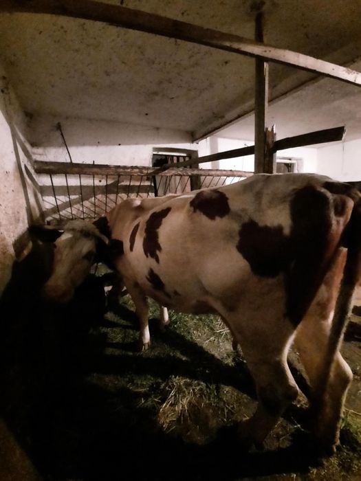 Sprzedam krowę mleczną