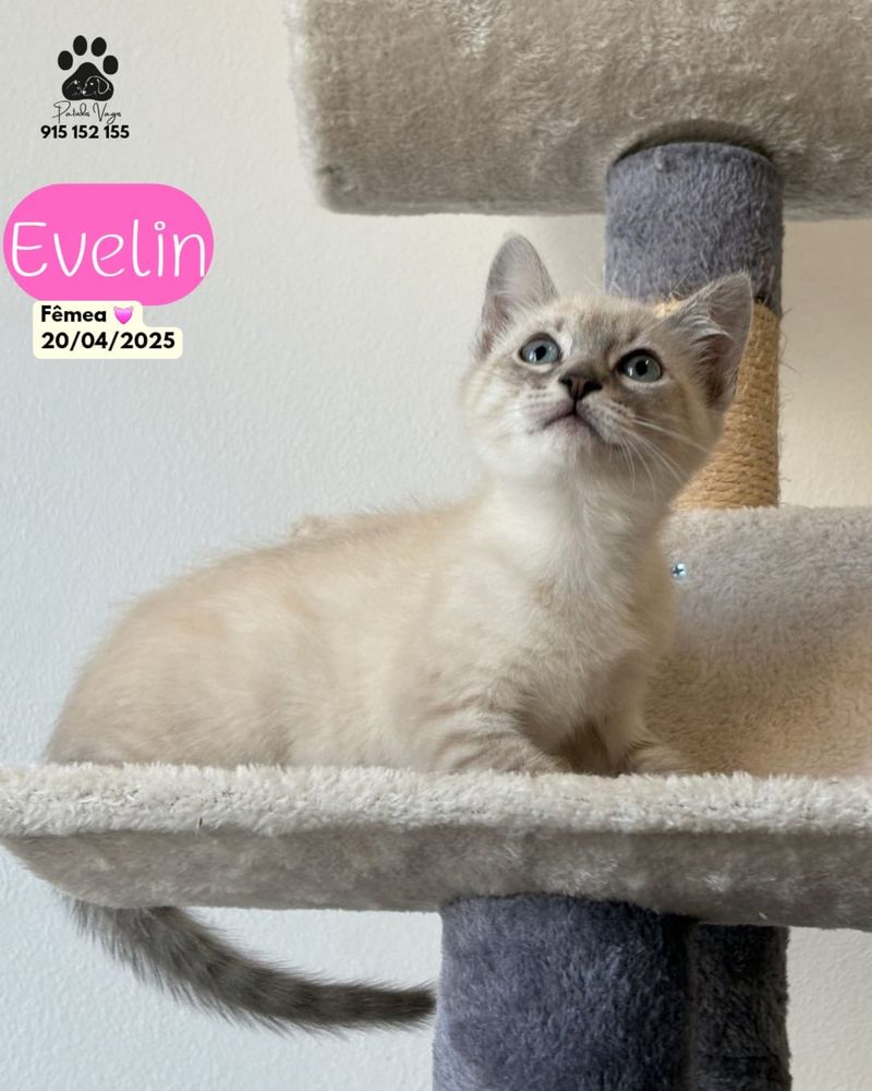Gatinho siamês para adoção