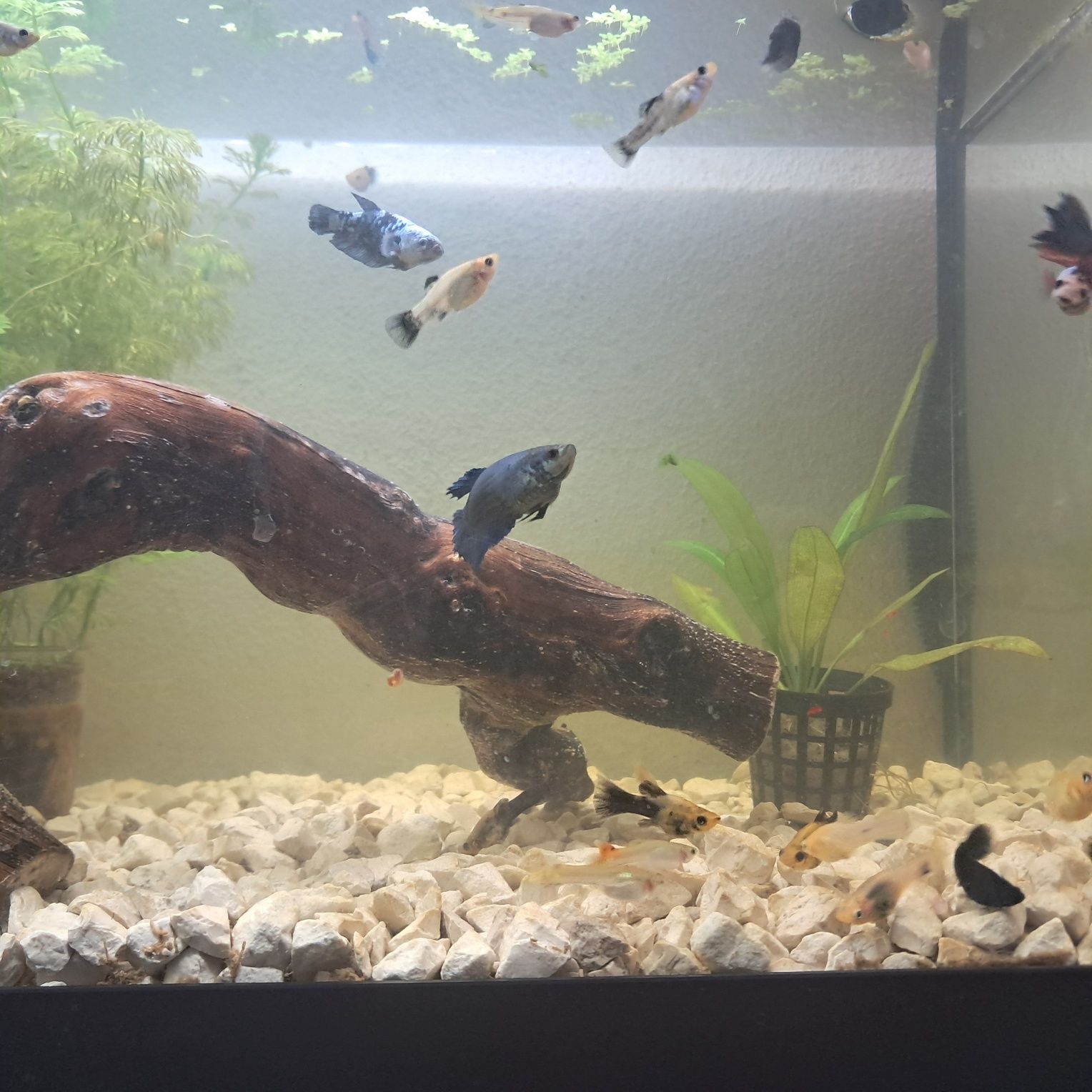 Peixes Mollys  e guppys