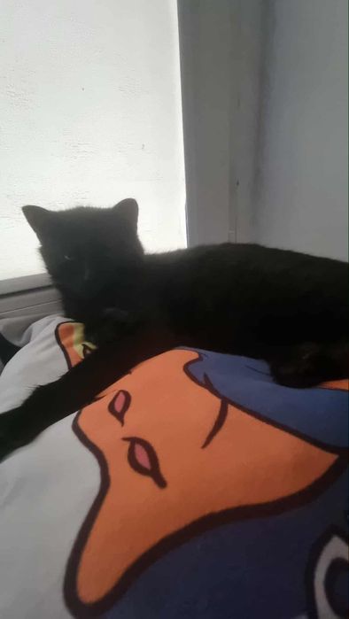 Miziasty kocurek szuka domu niewychodzącego