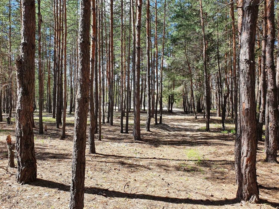 Земельный участок возле базы Соича в сосновом лесу на берегу