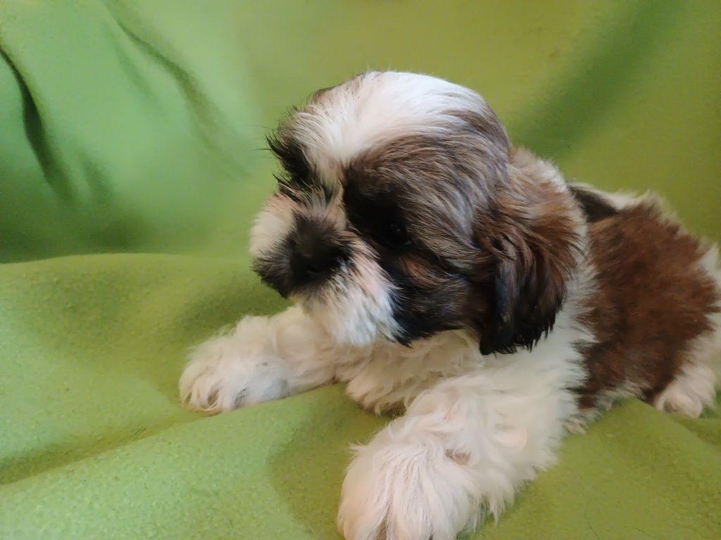 Piesek Shih Tzu chłopiec
