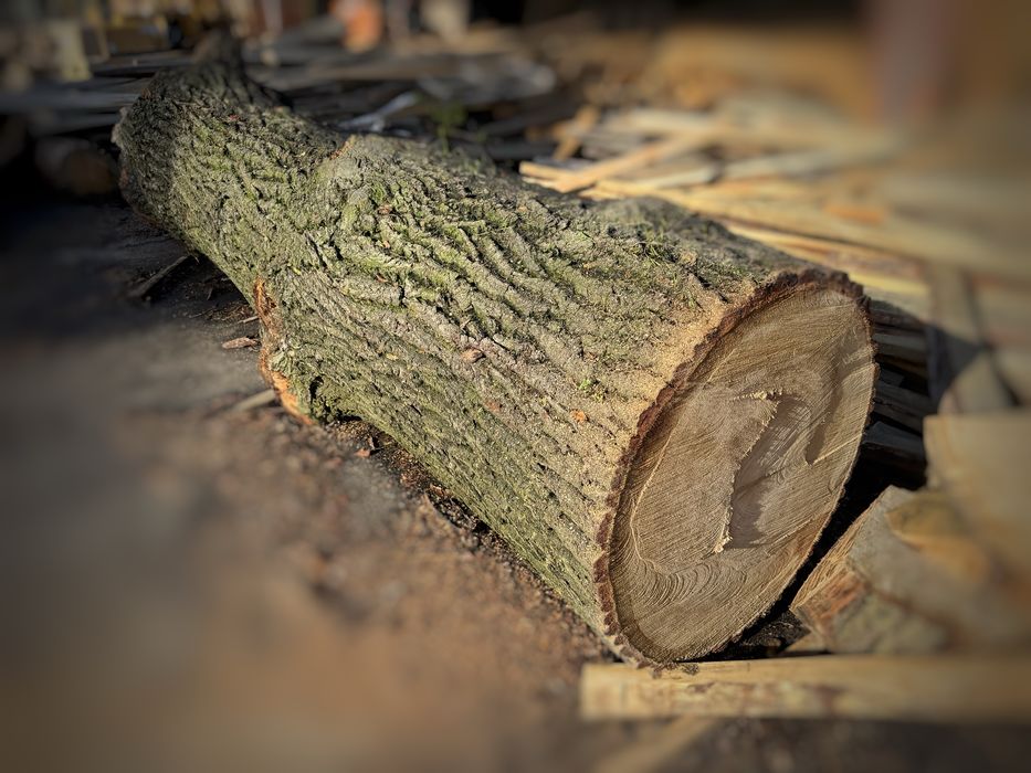 Dąb - 87cm średnicy - 440 długości