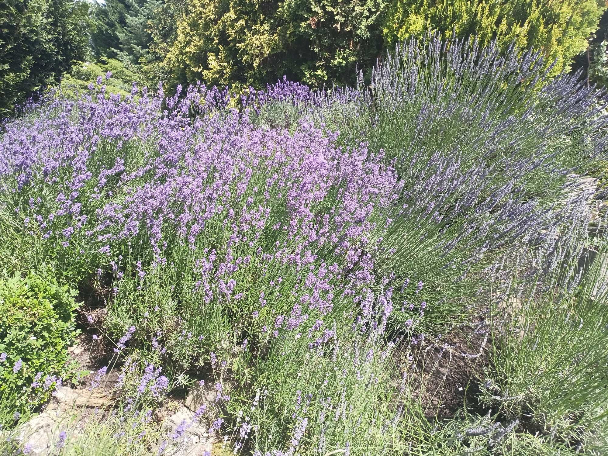 Prace ogrodniczo-porządkowe