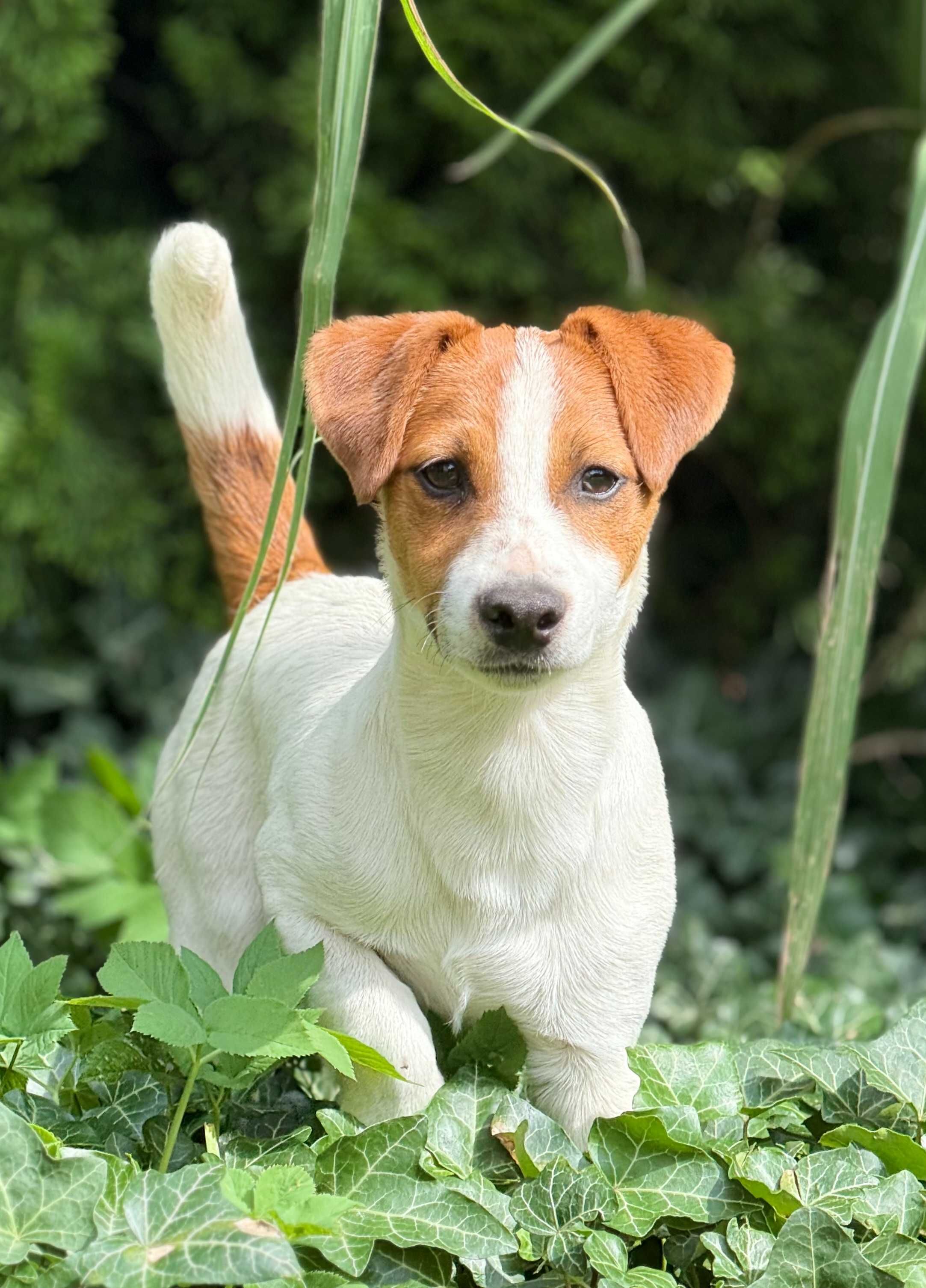 Jack Russell Terrier NIZIUTKI piesek od # S M A R T I E * J A C K S #
