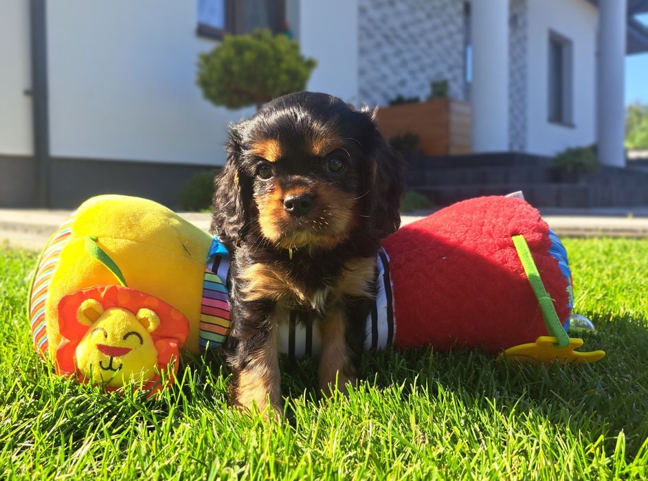Cavalier King charles spaniel FCI/ZKwP gotowe do odbioru