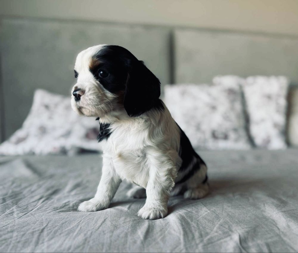 Cavalier King Charles - piesek trikolor !