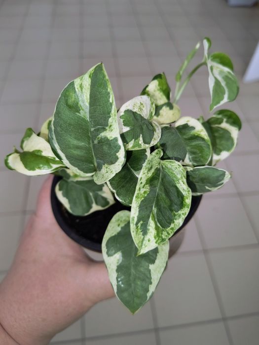 Сциндапсус N'Joy та Neon