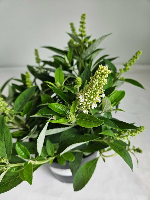 Budleja Dawida Little White 35cm – ozdobny krzew motyli do ogrodu C2