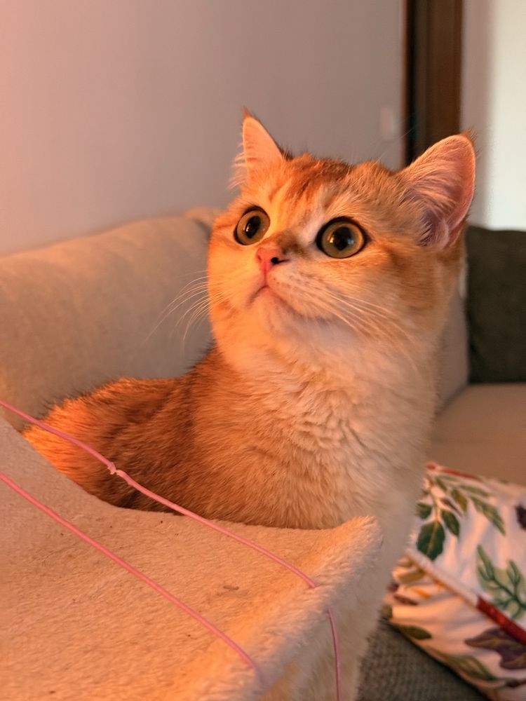 Gatinha british shorthair Golden para Acasalar