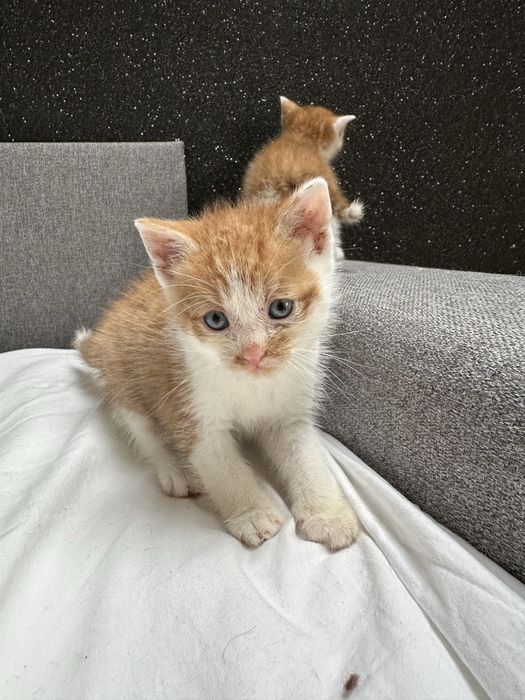 Do adopcji: dwa rude kocurki pełne miłości