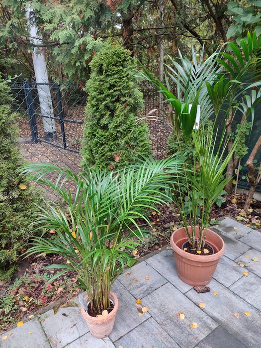 Rośliny egzotyczne domowe palmy strelicje cytrusy