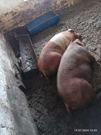 Продам свині живою вагою 50грн