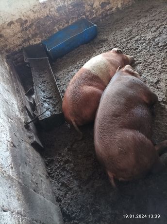 Продам свині живою вагою 62грн