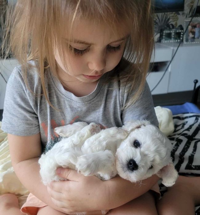 szczenię bichon frise