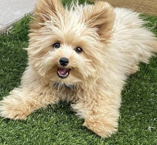 Pomapoo mini pies mix szpic miniaturowy pomeranian & pudel toy