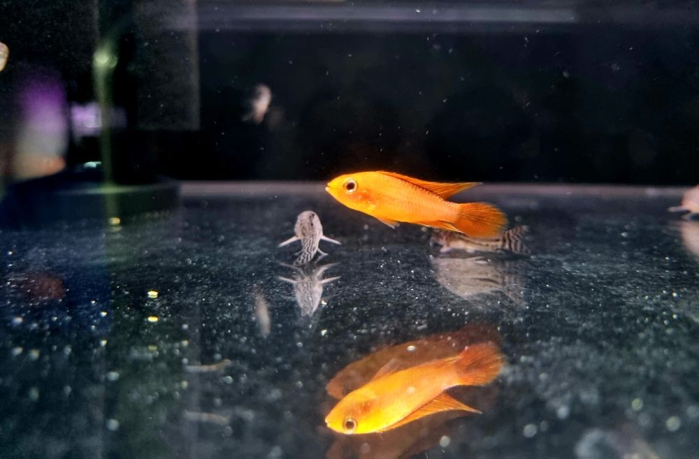 Apistogramma agassizii super fire red (pielęgniczka)
